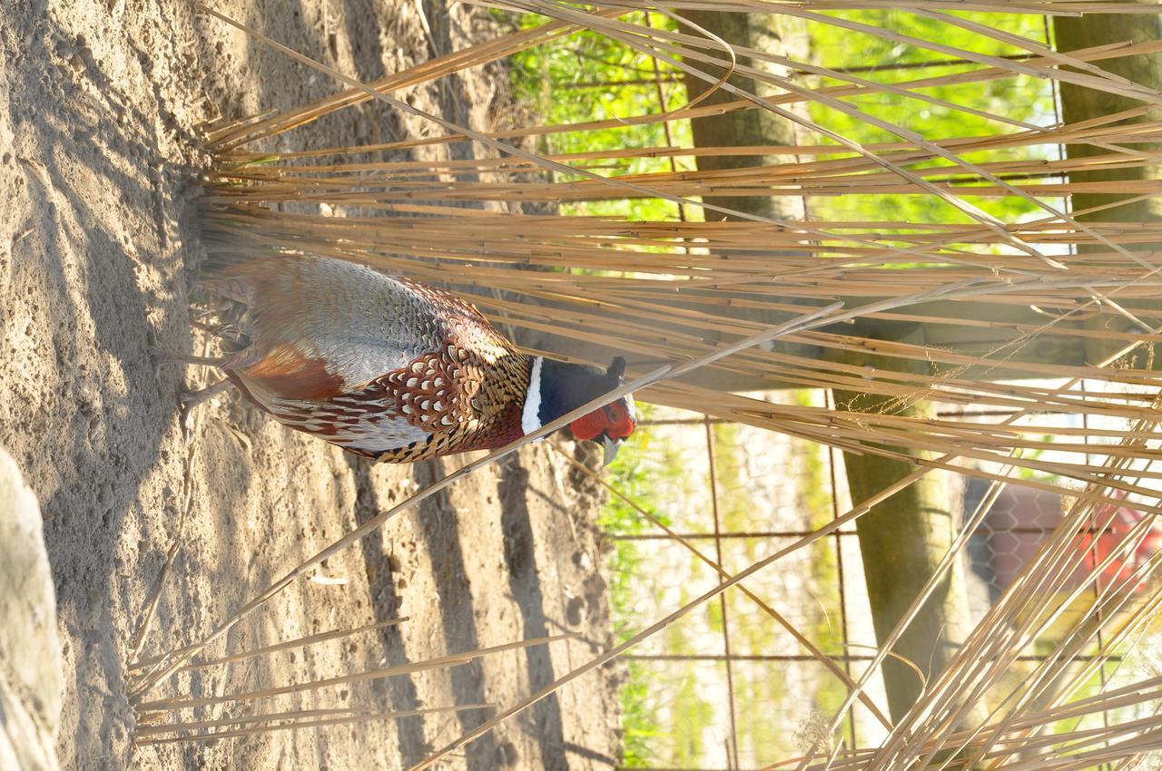 Camping Saint Michel Courtils المظهر الخارجي الصورة